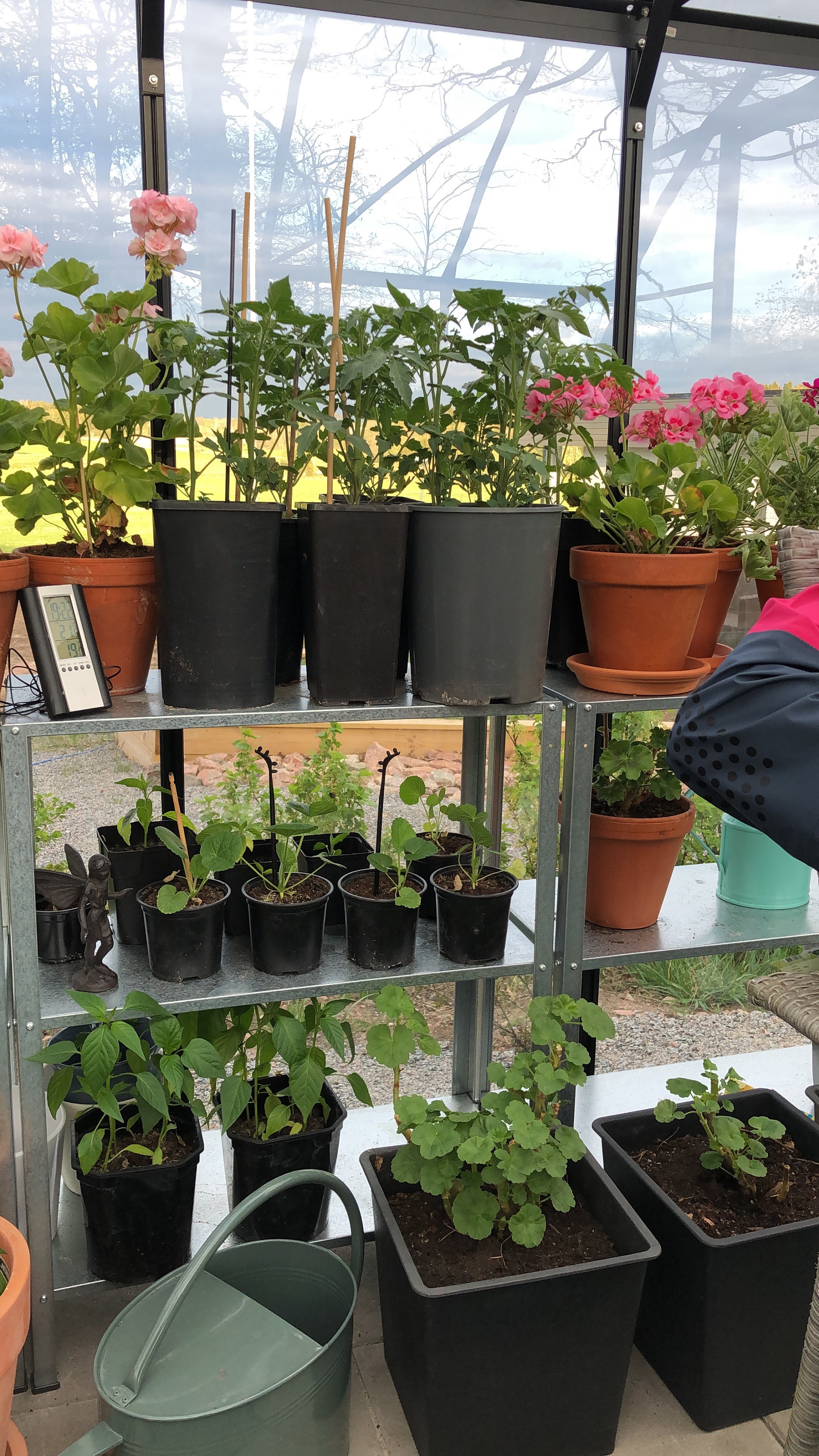 Växthus Neptunus - 12,8 m² + Växthusrengöring Växthus Neptunus - 12,8 m² + Växthusrengöring