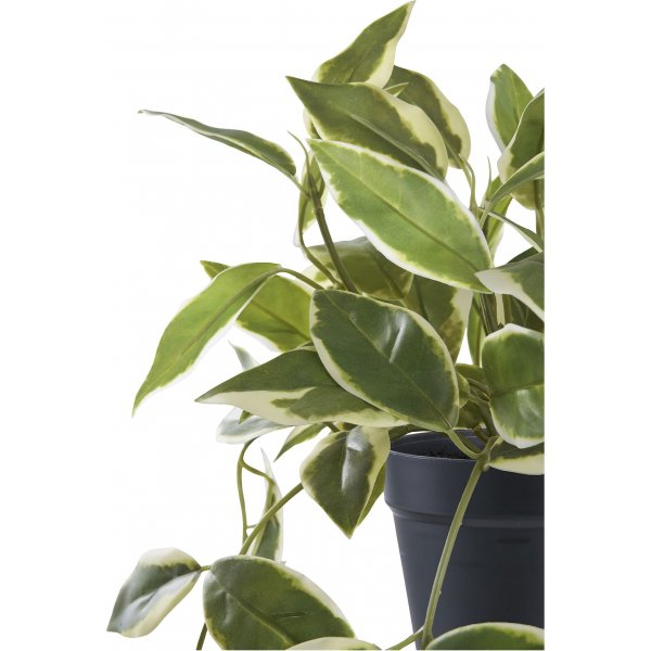 Porslinsblomma konstv�xt - Gr�n