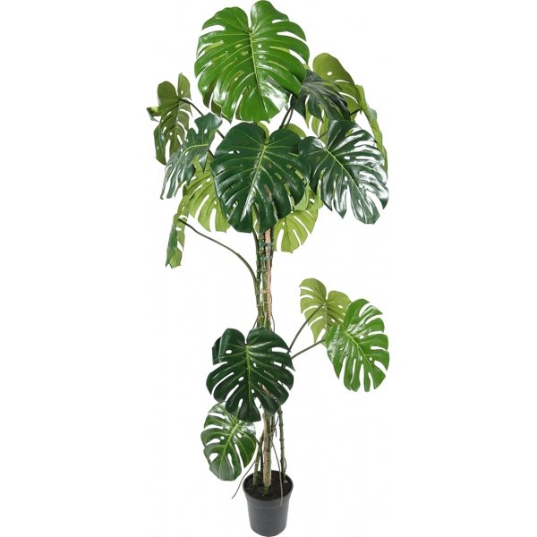 Monstera konstv�xt