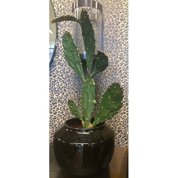 Verde kaktus