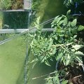 Kundbild Växthus Popular - 3,8 m²: Tomat planta i växthuset populär...